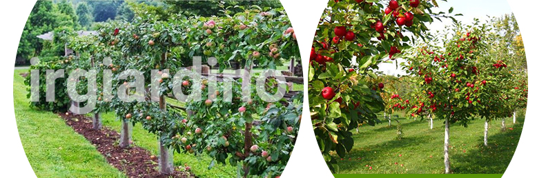 طراحی باغ میوه
